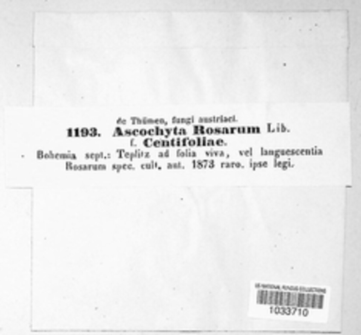 Ascochyta rosarum image